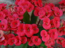 DSC00387