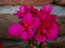 DSC00385
