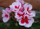 DSC00384