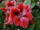 DSC00379