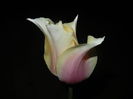 Tulipa Blushing Lady (2015, April 24)
