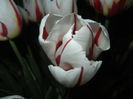 Tulipa Happy Generation (2015, April 24)