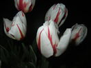 Tulipa Happy Generation (2015, April 24)