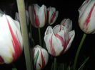 Tulipa Happy Generation (2015, April 24)