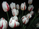 Tulipa Happy Generation (2015, April 24)