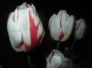 Tulipa Happy Generation (2015, April 24)