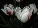 Tulipa Happy Generation (2015, April 24)