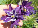 Aquilegia