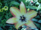 Tulip