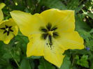 Tulip