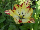 Tulip