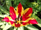 Tulip