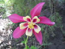 Aquilegia