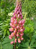 Lupine