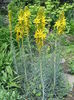 Asphodeline lutea
