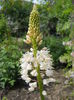 Eremurus ?