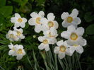 Anemone ?