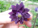 Aquilegia