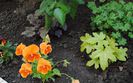 heucherella_Alabama_Sunrise,geranium,panselute..