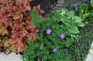 heuchera&geranium&brunnera