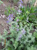 Nepeta