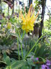 Caldaruse (Aquilegia) delicate!!!