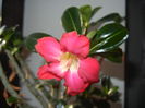 Adenium obesum Anouk (2015, April 07)