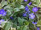 Vinca