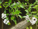 viburnum burkwoodi