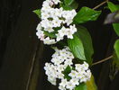 viburnum burkwoodi