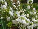 prunus gland. Alba Plena