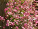 malus Rudolph