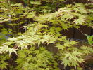 acer Orange Dream