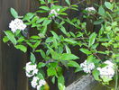 viburnum burkwoodi