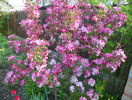 malus Rudolph