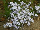 phlox subulata Bavaria