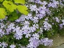 phlox sub. Emerald Blue