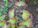 epimedium rubrum