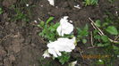 panseluta alba