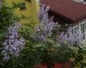 DSC01196