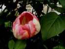 DSC01207