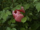 DSC01235