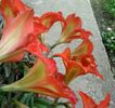 IMG_20150507 hyperastrum