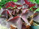 oxalis