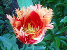 DSCN6271