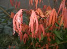 Acer palmatum Ariadne (2015, April 20)