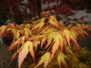 Acer palmatum Katsura (2015, April 21)
