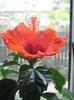 Picture My plants 3050