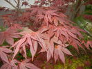 Acer palmatum Bloodgood (2015, Apr.21)