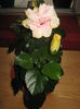 Picture My plants 3056